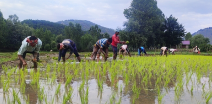 Domestic production of rice in the country is expected to decrease, know what is the reason?