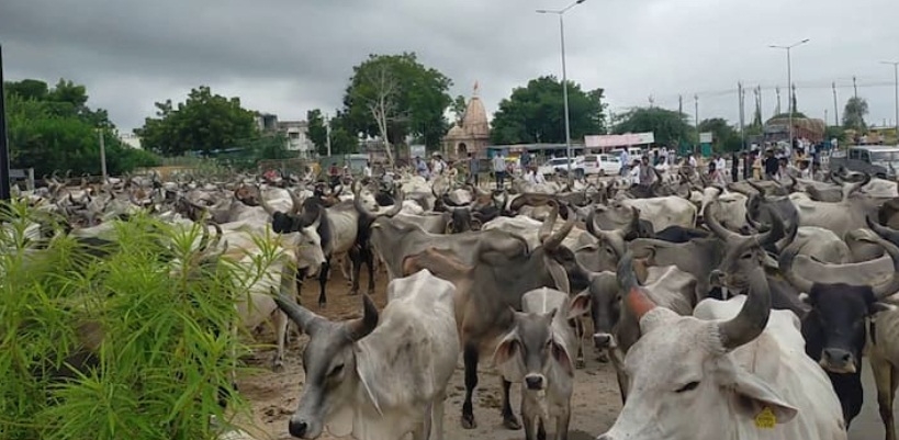 गुजरात राजमार्गों पर हजारों गायों ने यातायात रोका
