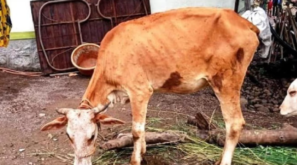Lumpy Virus: 15 राज्यों में फैला लंपी, करीब एक लाख गायों की मौत