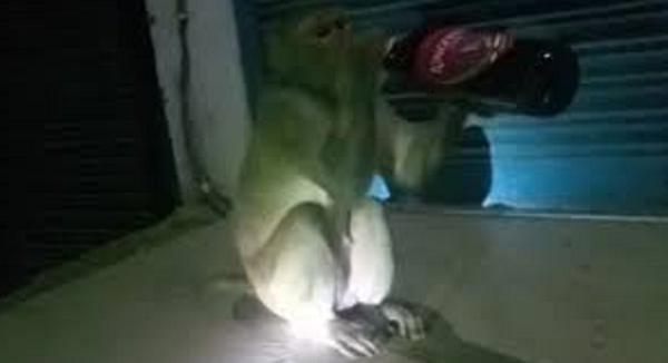 रायबरेली से आया हैरान कर देना वाला मामला, दुकान में एक बंदर पूरी शराब गटक गया