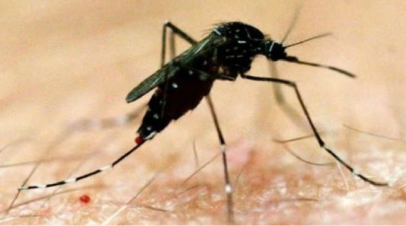 बारिश के बाद यूपी में बढ़ने लगे डेंगू के मामले, परेशान करने वाले हैं आंकड़े