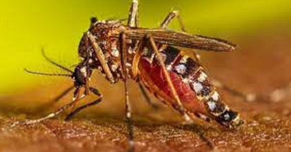 UP : डेंगू के बाद चिकनगुनिया और स्वाइन फ्लू ने बरपाया कहर, इन जिलों में हालात बिगड़े
