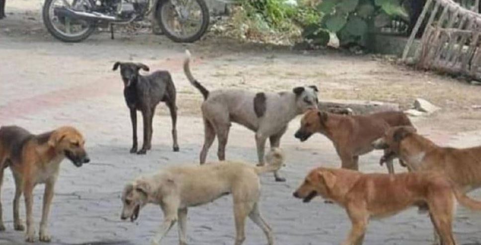 नोएडा: हाईराइज सोसायटी में आवारा कुत्तों ने ली मासूम की जान, ऐसा काटा कि अतड़ी बाहर आ गई