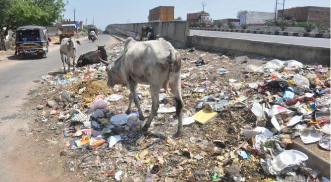 UP: कूड़े के ढेर में गाय गई भोजन तलाशने, मुंह में फटा बम, बुरी तरह घायल