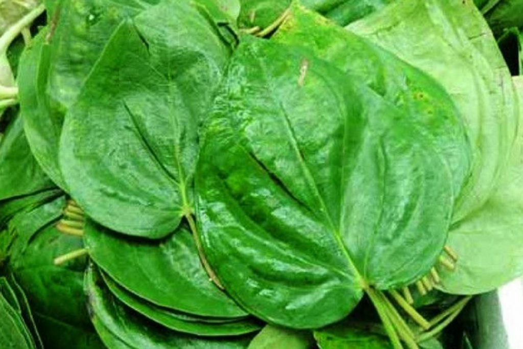 betel leaf