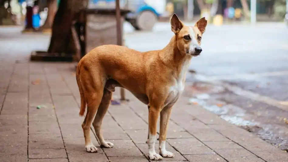West Bengal: बर्दवान में एक महीने में 300 कुत्तों की मौत, पशुपालन विभाग ने बनाई टीम, लिए जा रहे ब्लड सैंपल