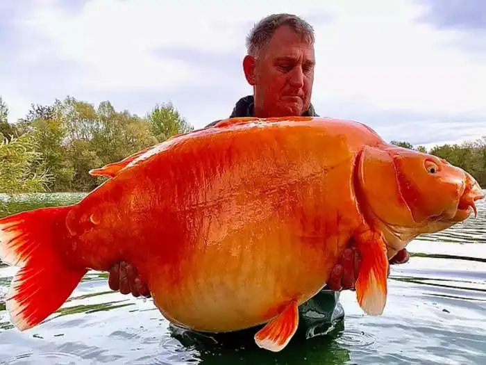 ब्रिटिश मछुआरे के हाथ लगी 30 किलो की Goldfish, क्या बन पाएगा World record?