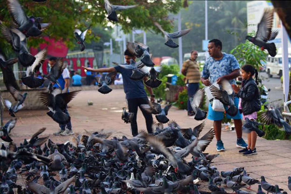 Mumbai: कबूतर का मीट ‘सप्लाई’ करता था शख्स, होटल वाले चिकन बताकर बेच रहे थे,पढ़े पूरा मामला