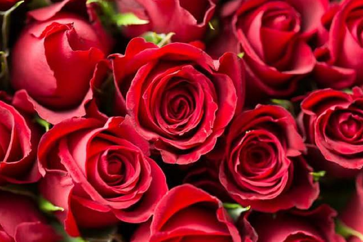 Tips For Luck: गुलाब से पूरे होंगे ख्वाब, मंगलवार के दिन करना होगा यह काम