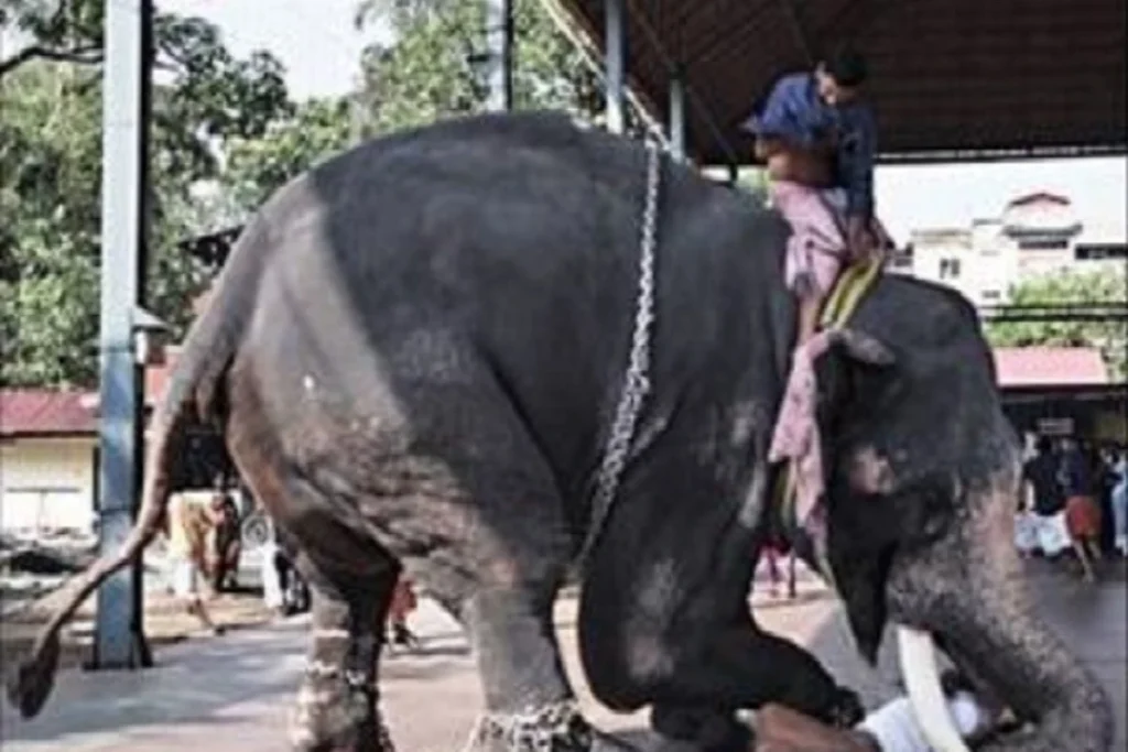 AGGERASIVE ELEPHANT