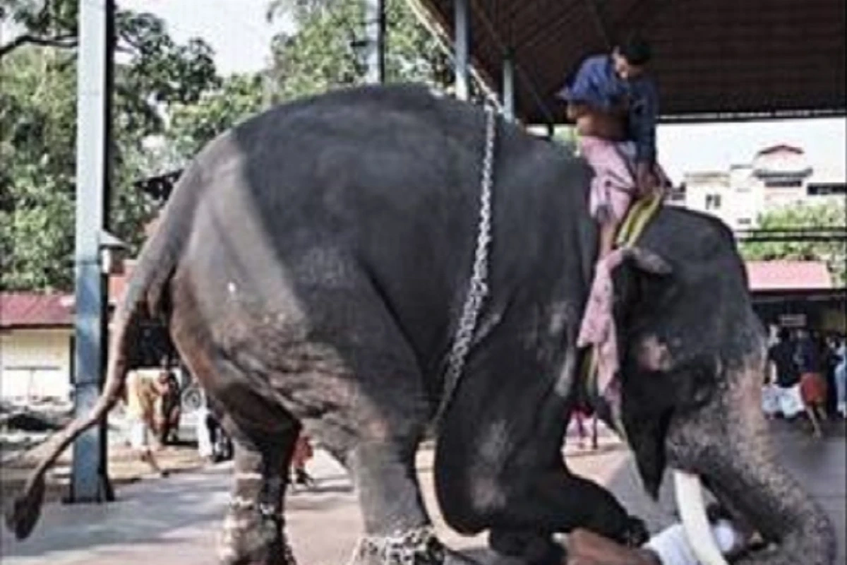 Viral Video: दूल्हा-दुल्हन के फोटोशूट को देख बुरी तरह बिगड़ गया हाथी, महावत को उठाकर पटका और…