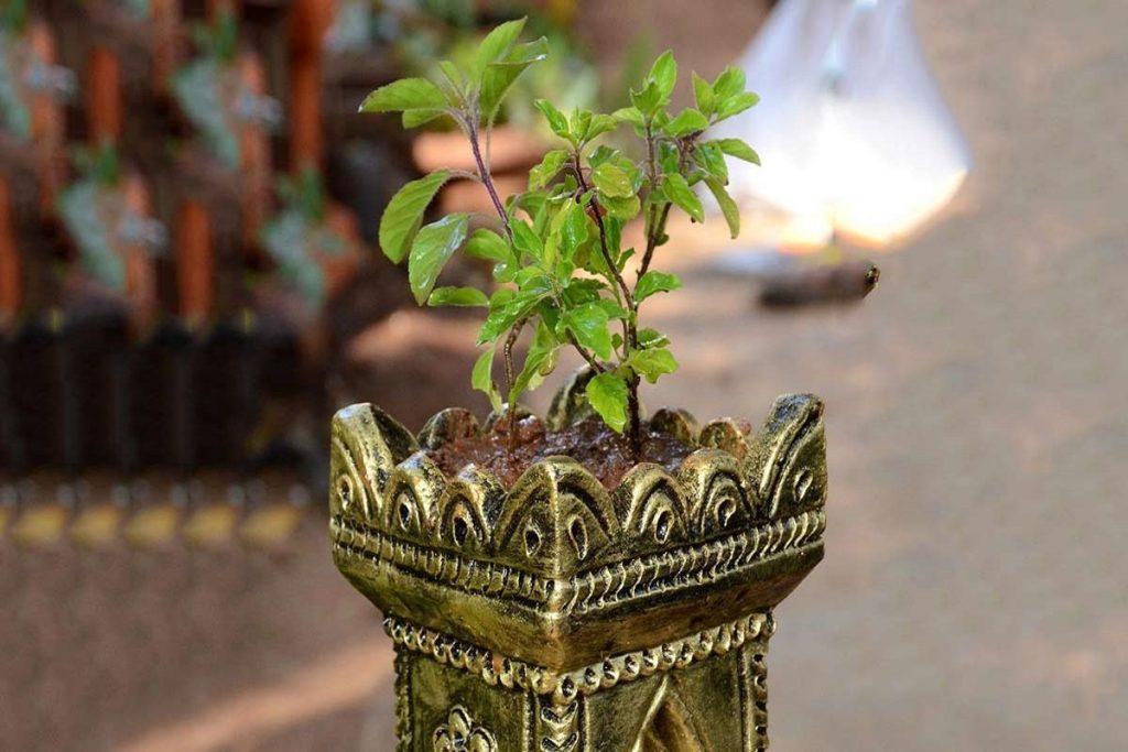 Tulsi Jee