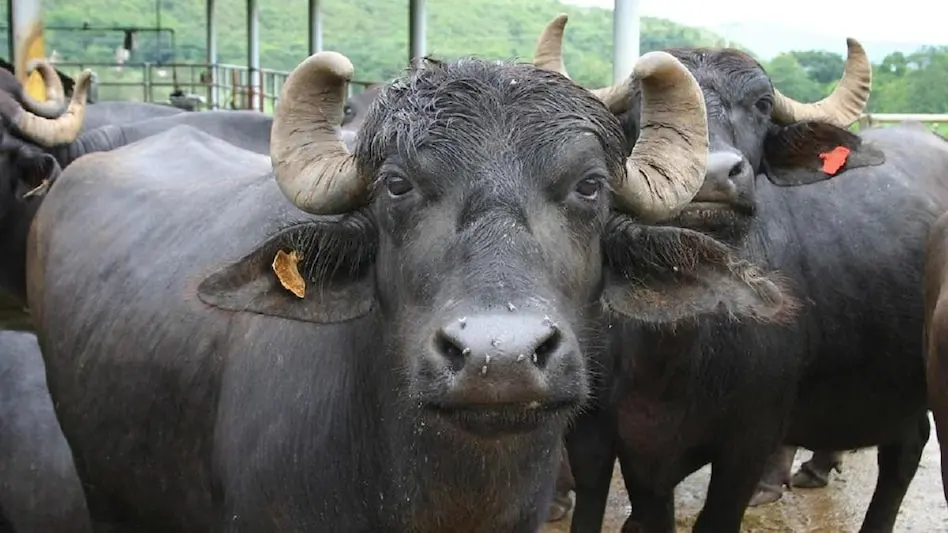 Buffaloes