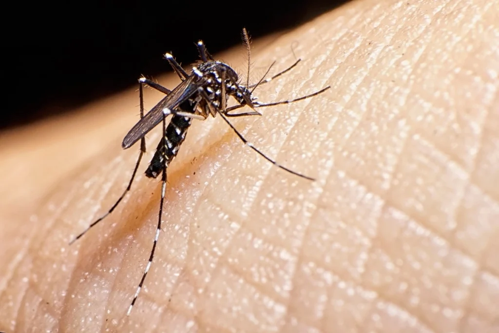 Zika Virus