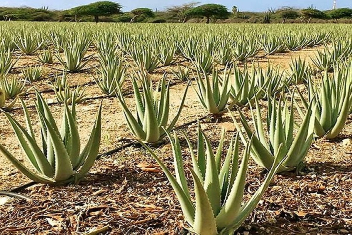 Aloe Vera Farming: एलोवेरा की है बहुत डिमांड, खेती में अपनाएं ये फॉर्मूला, होगी खूब कमाई