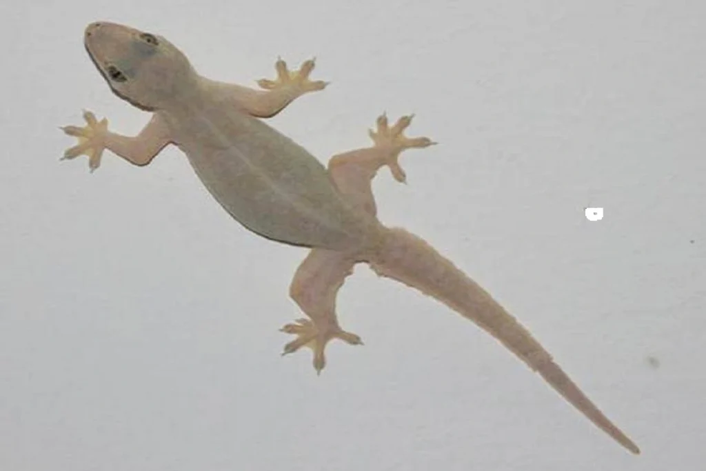 lizard