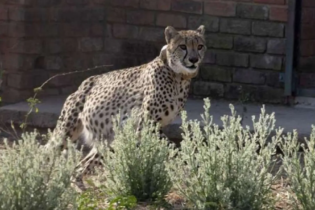 Namibian Cheetahs:अफ्रीका से फिर लाए जाएंगे 14 चीते, भारत सरकार ने Namibia के साथ किया समझौता