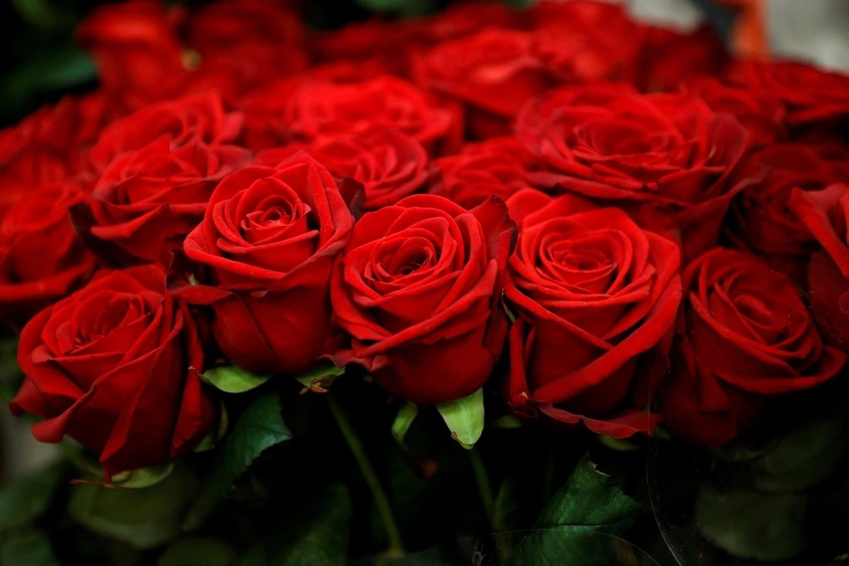 Astro Tips: कर्ज से मुक्ति दिलाएगा लाल गुलाब का यह उपाय, पैसों की होगी बरसात