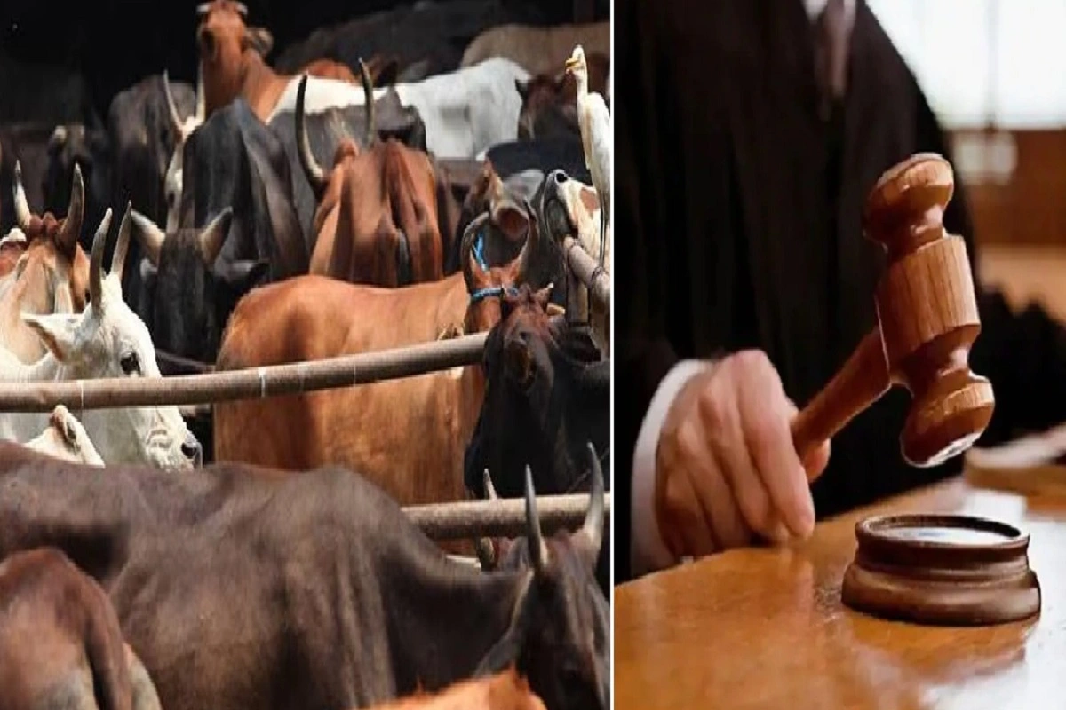 Gujarat: गाय के गोबर से बने घरों पर नहीं होता एटॉमिक रिएक्शन का असर- गुजरात कोर्ट की टिप्पणी