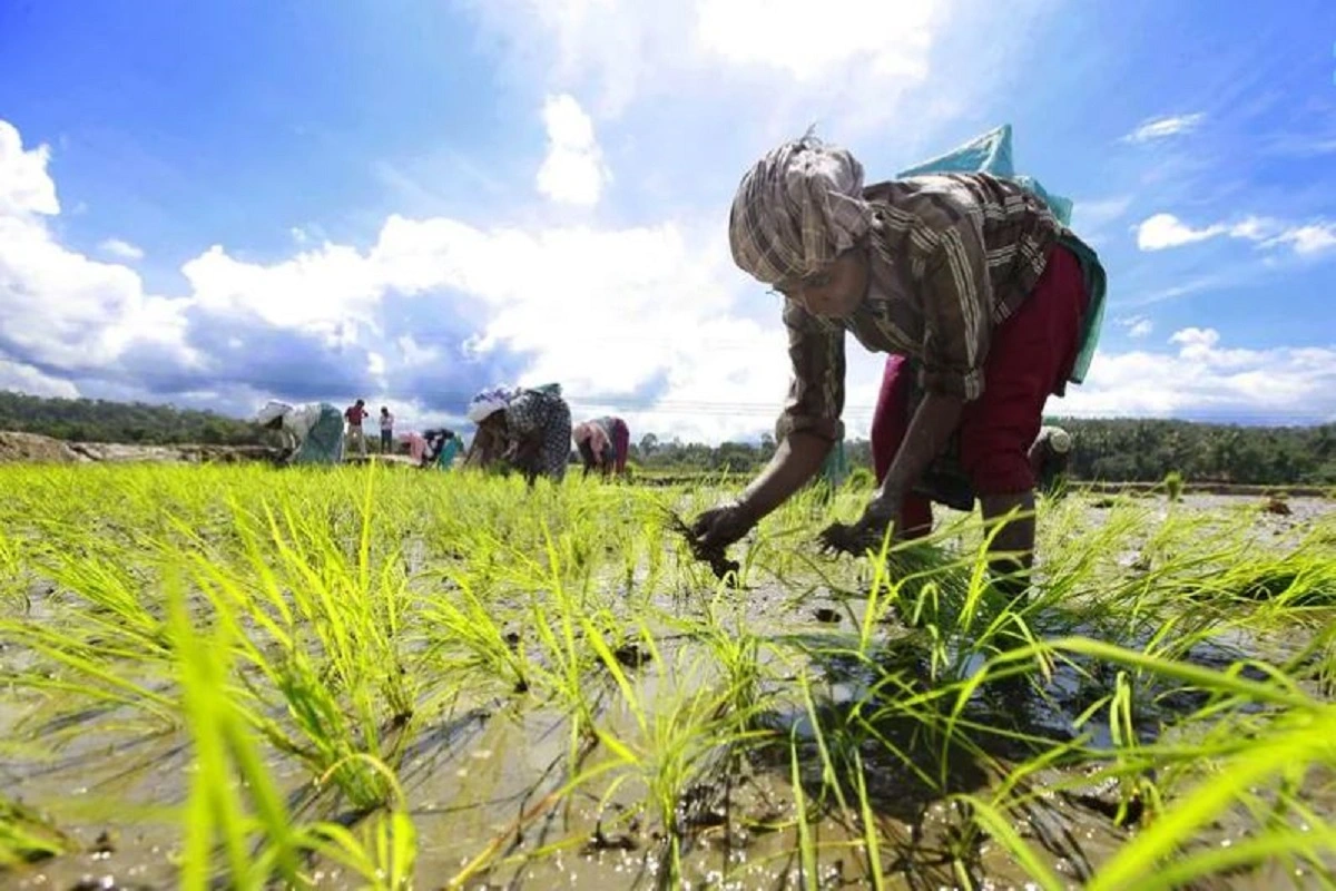 PM crop insurance Scheme: किसानों को मिलेगा पीएम फसल बीमा का लाभ, सरकार  जारी कर रही 540 करोड़ राशि, जानिए कैसे करें क्लेम