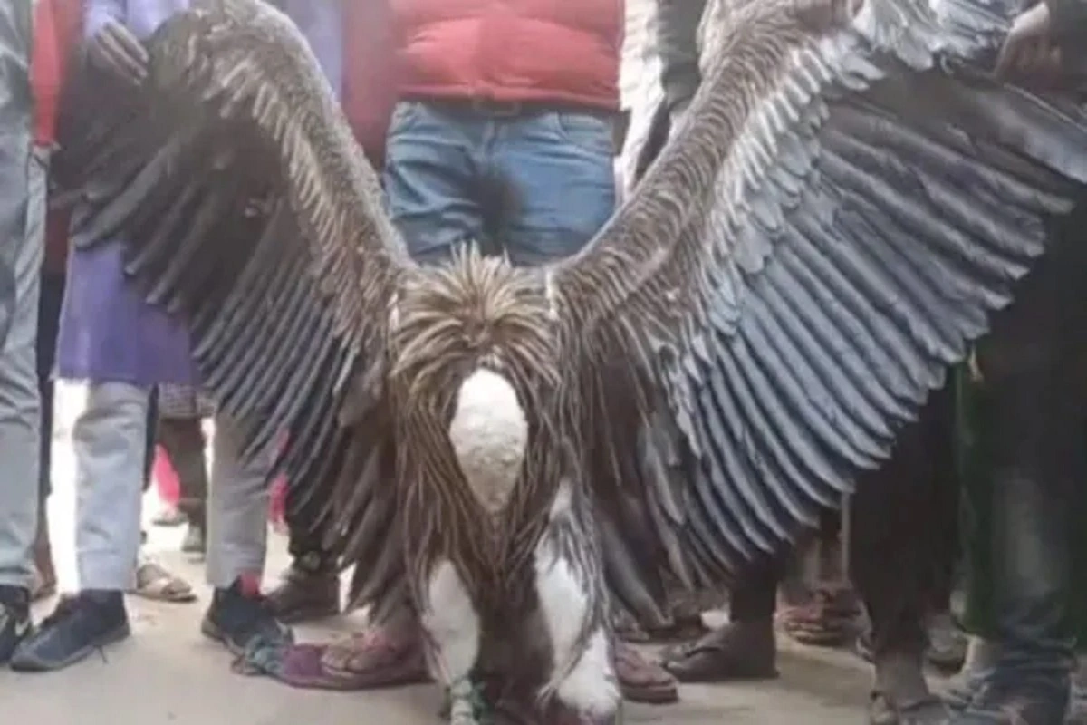 himalayan-griffon-vulture