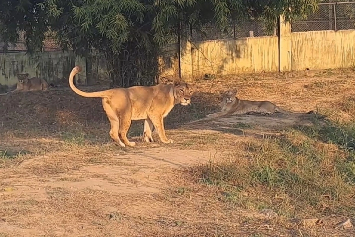 Etawah-Lion-Safari