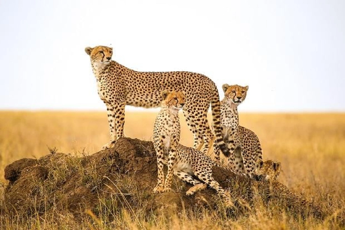 Project Cheetah: दक्षिण अफ्रीका से भारत लाए गए 12 चीते, एक महीने तक कूनो नेशनल पार्क में रहेंगे क्वारंटाइन