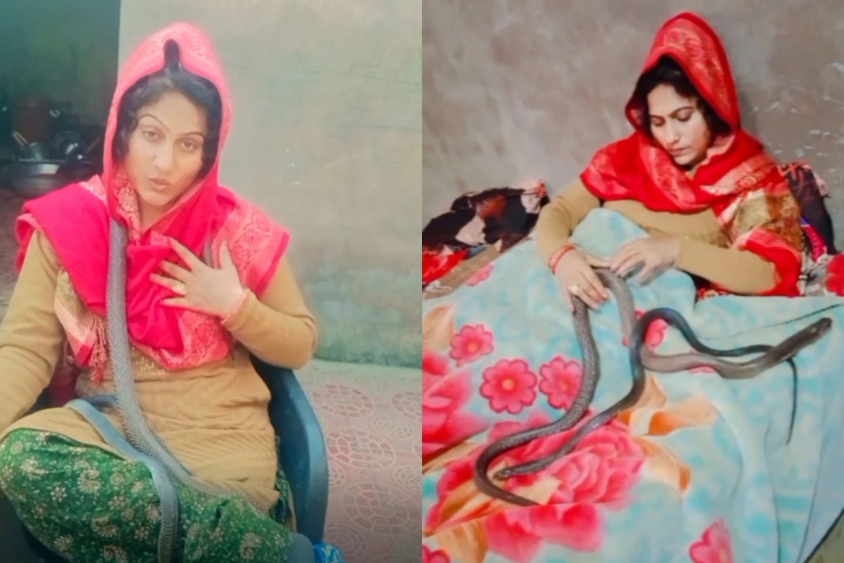 Viral: बेड पर आराम से जहरीले सापों के साथ खेल रही है महिला, वीडियो देख लोग हुए हैरान