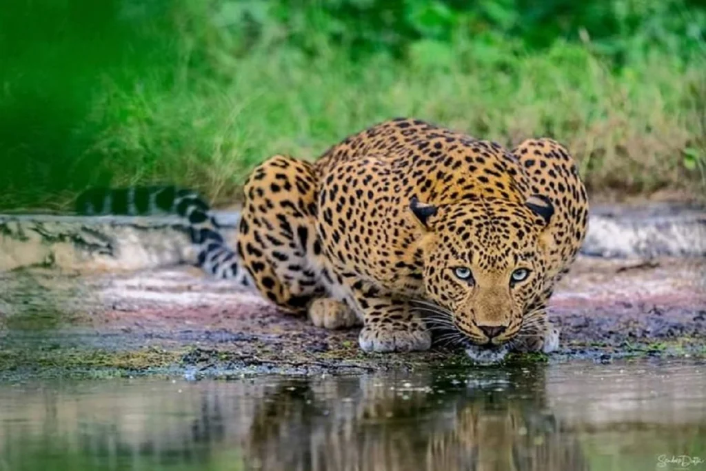cheetah