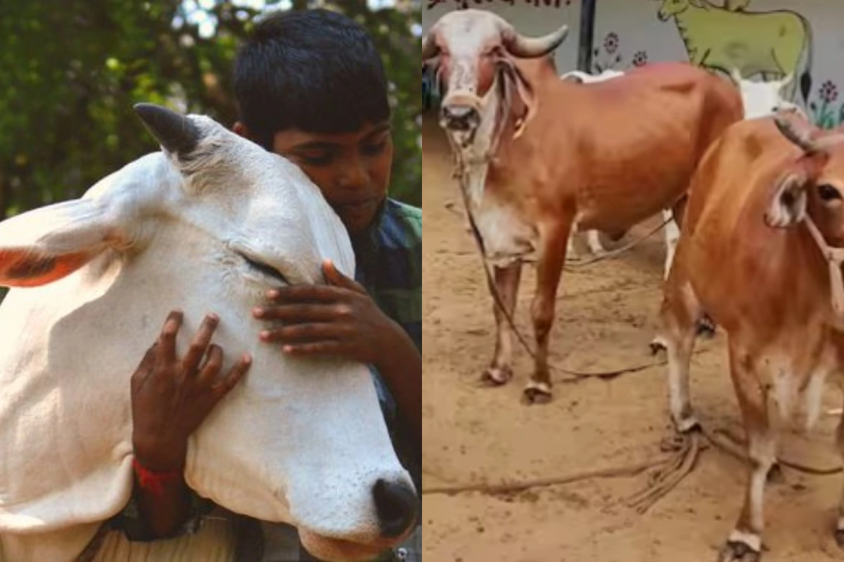 Cow Hug Day: वैलेंनटाइन डे की जगह मनाएं ‘काउ हग डे’, पशु कल्याण बोर्ड की अनोखी अपील