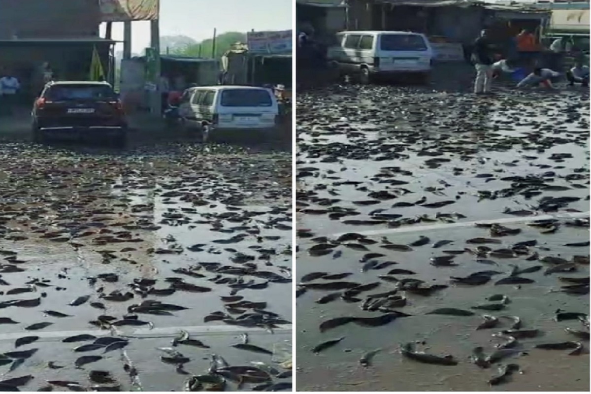 Viral Video: बिना पानी के हाइवे पर तड़पती रहीं हजारों मछलियां, खाने के शौकीन बटोरने के लिए टूट पड़े