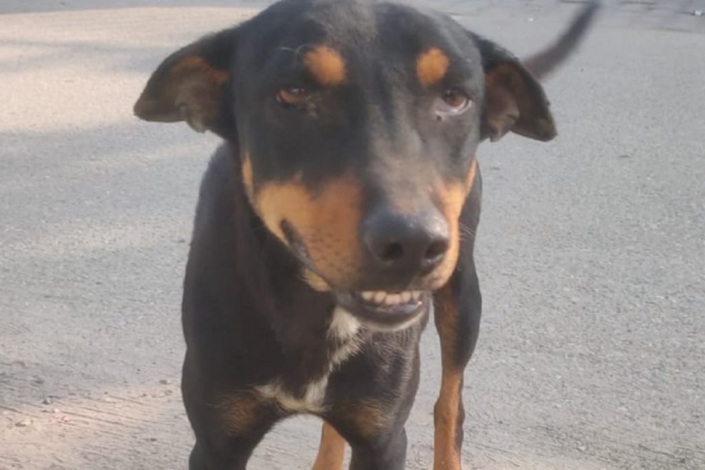 Dog