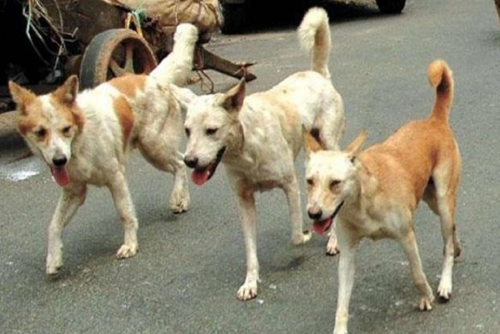 Stray dogs