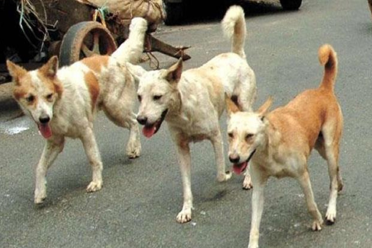 Lucknow: आवारा कुत्तों ने किया बच्चे पर हमला, लखनऊ में दो महीने में घटी 5वीं घटना से लोग भय में