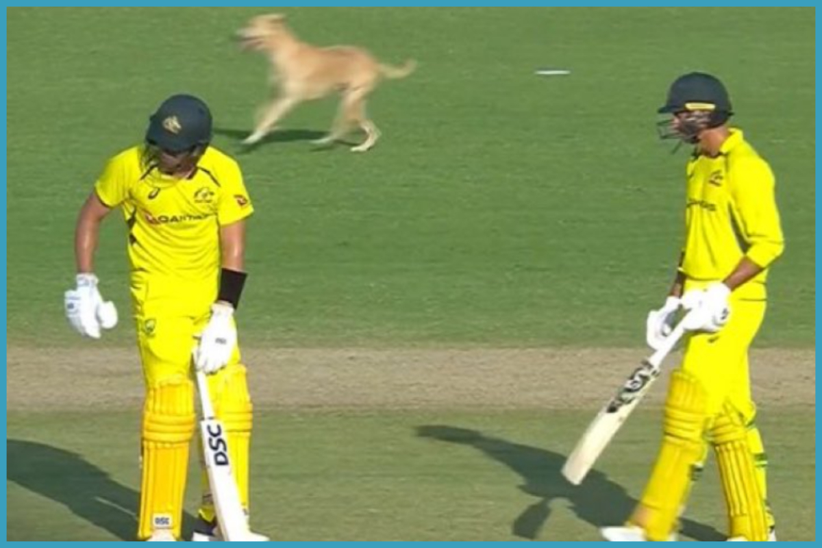 IND vs AUS 3rd ODI: चेन्नई की पिच पर घुसा कुत्ता, ये वीडियो देखकर छूट जाएगी हंसी 