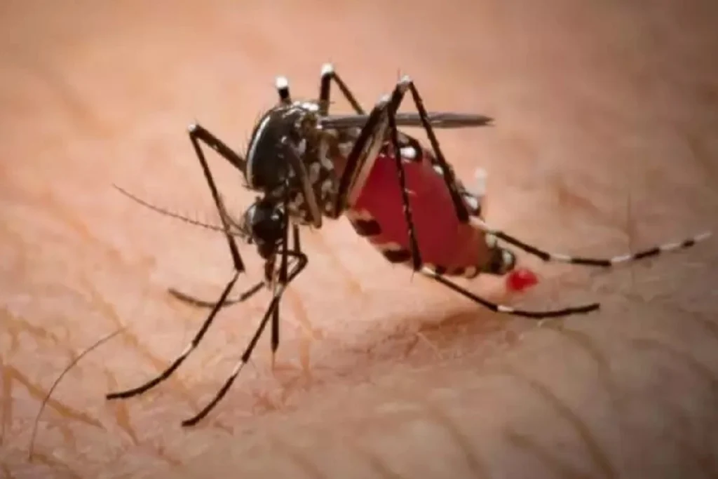 mosquito