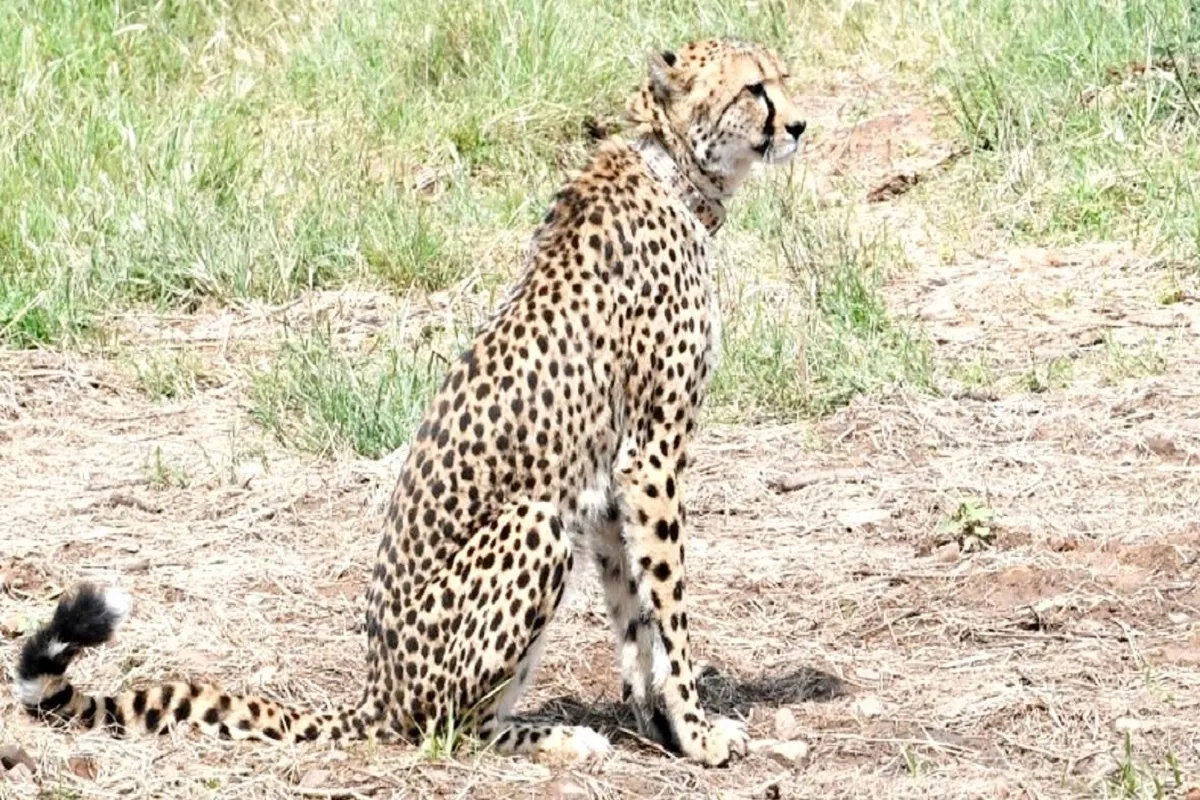 Namibian Cheetah Sasha Dies: कूनो में नामीबिया से लाई गई मादा चीता की मौत, ‘साशा’ को था किडनी इंफेक्शन