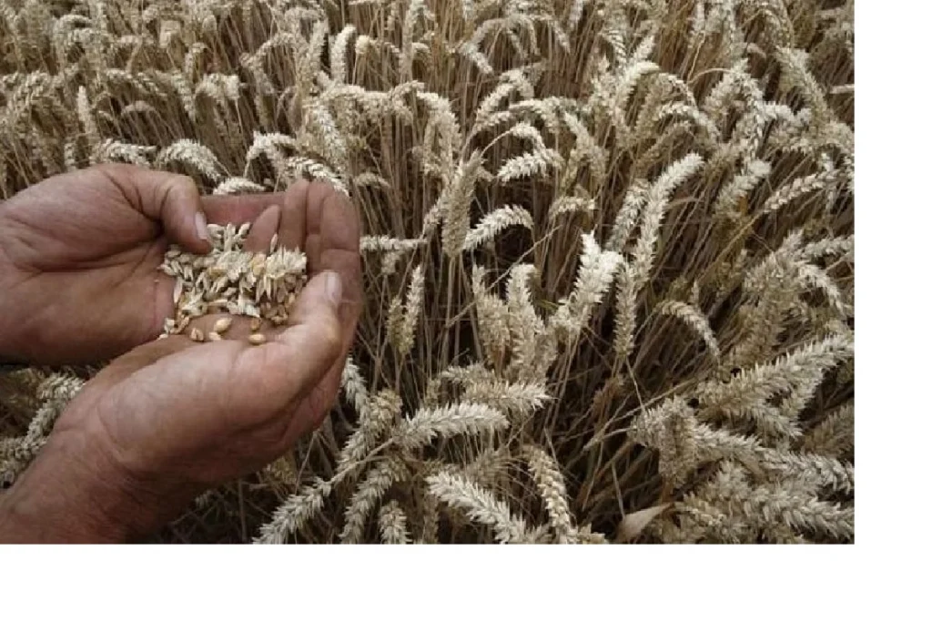Millet