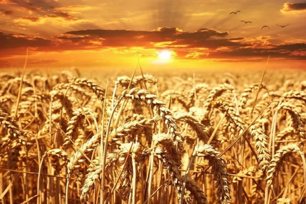AgriCulture