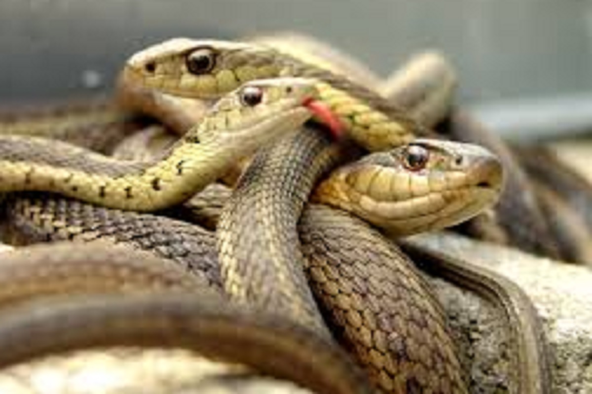 Dreams About Snake: सावन में सपने में अगर दिखें सांप तो जानें आपके साथ क्या होने वाला है
