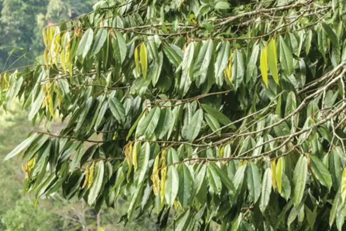 अरुणाचल में नई वृक्ष प्रजातियों की खोज, शोधकर्ताओं ने विज्ञान के क्षेत्र में बताया नया