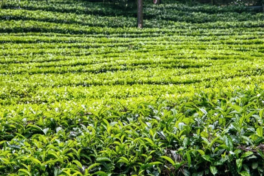 tea