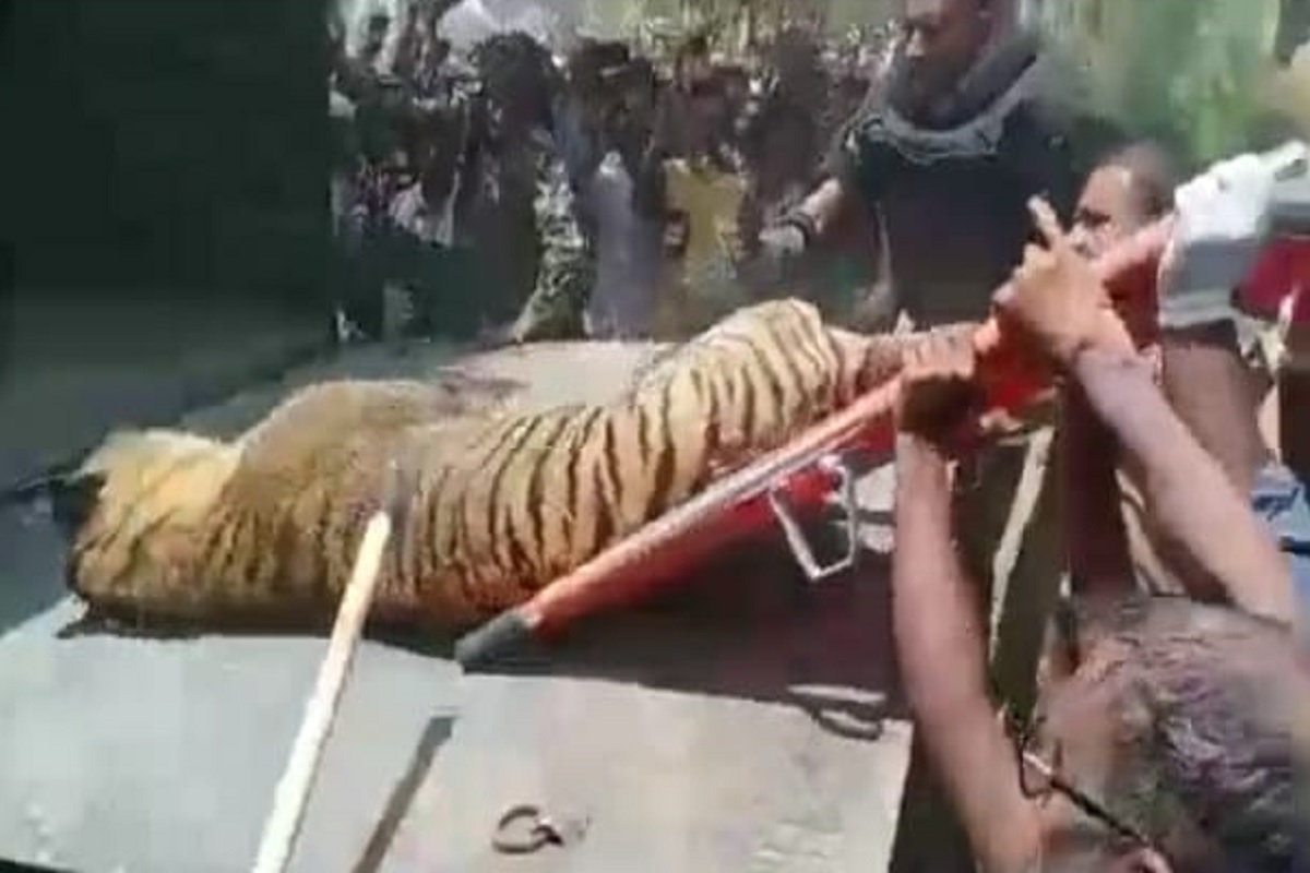 UP News: दुधवा में हुई बाघों की मौत पर बड़ा खुलासा, रिपोर्ट ने गिनाई ये खामियां, अब तैनात किए जाएंगे फॉरेस्ट गार्ड