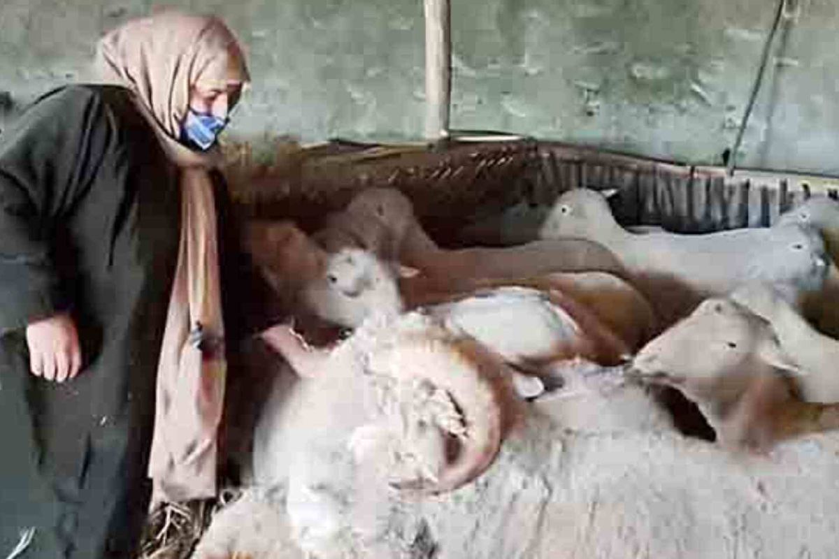 Sheep Farming: कश्मीरी महिला मुमताज का भेड़ फार्म