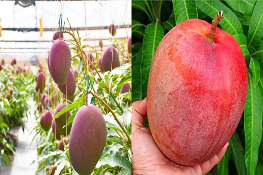 Miyazaki Mango