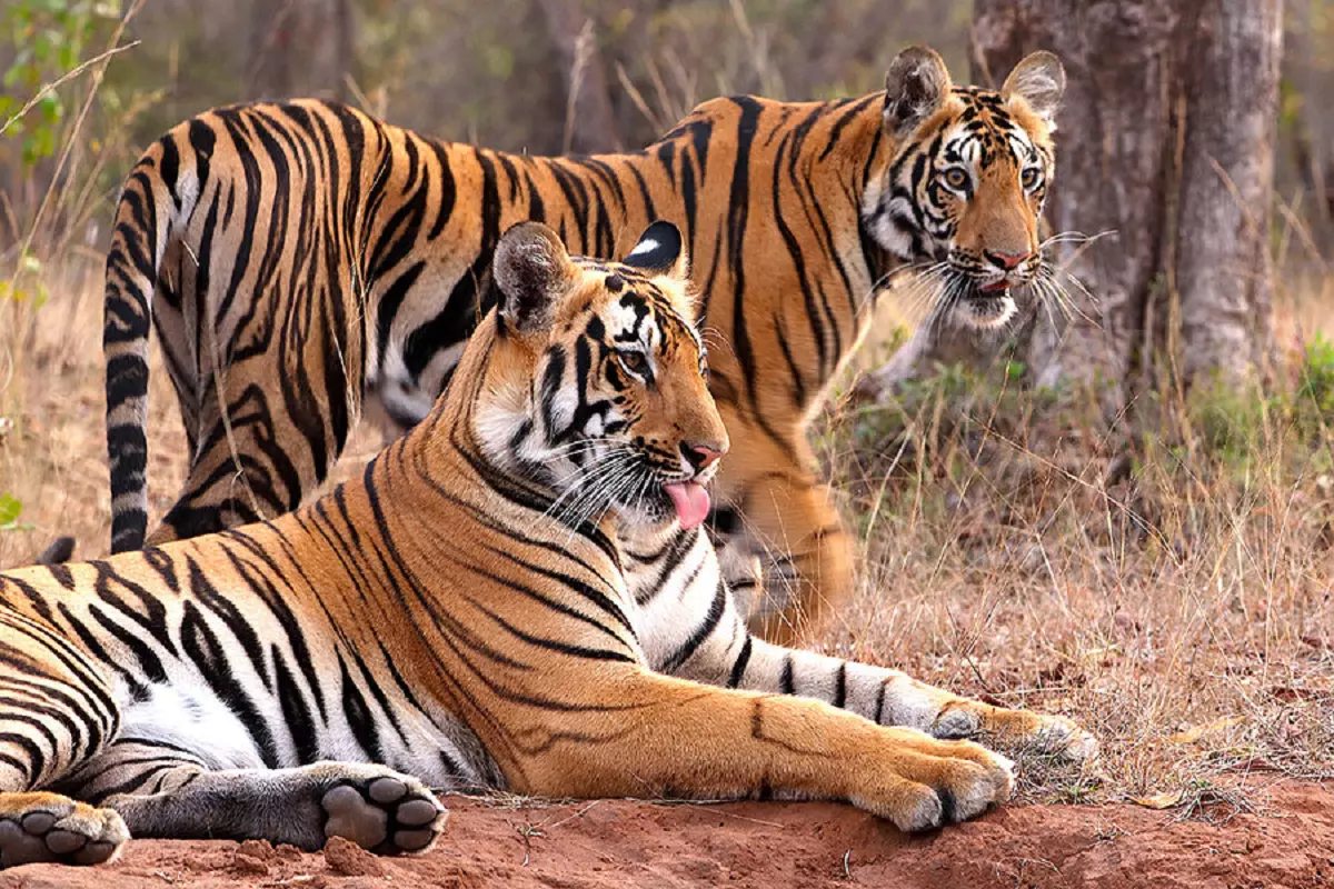 बाघ संरक्षण को लेकर भारत ने दुनिया के सामने पेश की मिसाल, तीन हजार से ज्यादा पहुंची टाइगर्स की संख्या