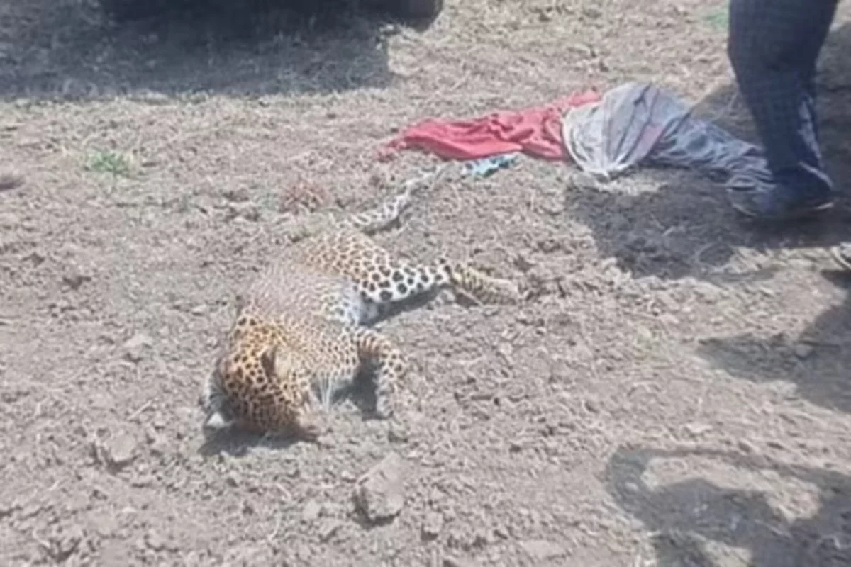 Leopard Pilibhit district