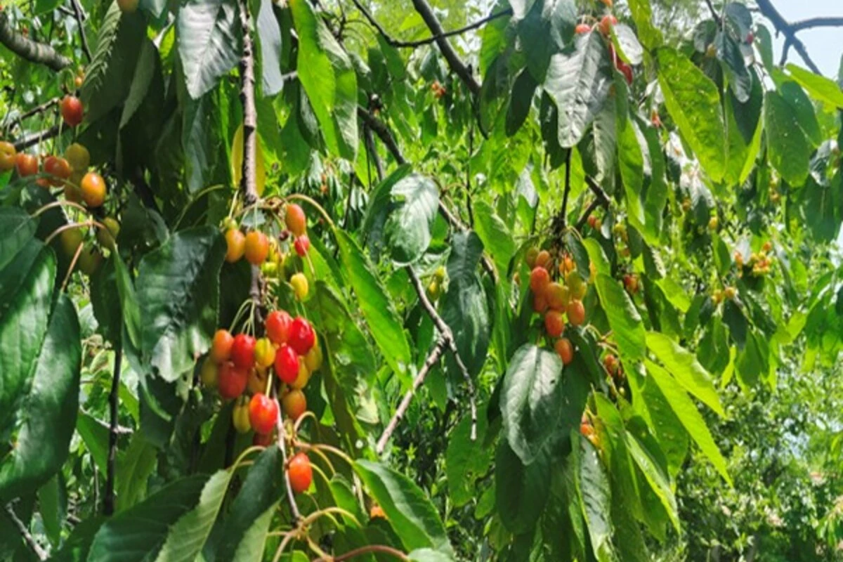 J&K: चेरी से लाल हुए बगीचे, कश्मीर में फलों के मौसम की शुरुआत