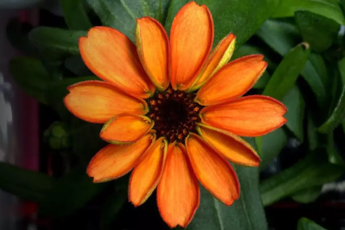 Space Flower: नासा ने अंतरिक्ष में उगाए फूल, शेयर की खूबसूरत तस्वीर