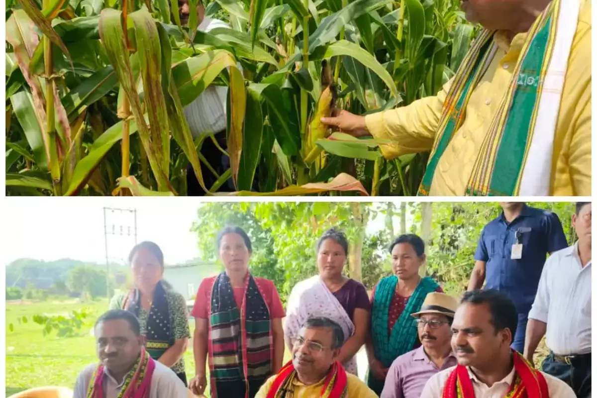 मक्के की खेती को बढ़ावा देगी त्रिपुरा सरकार, यापीरी विलेज ऑर्गेनाइजेशन ने मकई उत्पादन में बनाया रिकॉर्ड